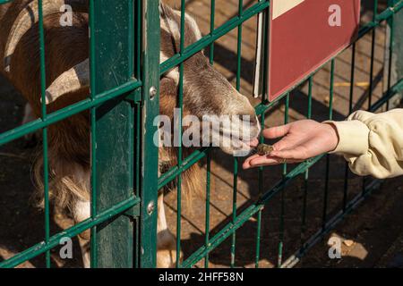 la capra mangia dalla mano umana Foto Stock