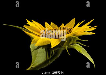 Immagine closeup di una grande testa di girasole singola isolata su sfondo nero Foto Stock