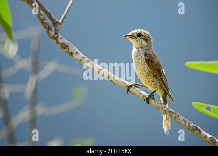 Rosso-backed Shrike - Lanius collurio, bello uccello perching colorato da cespugli e boschi europei, colline Taita, Kenya. Foto Stock