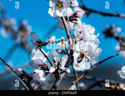 Alberi di mandorle in fiore. Fiore di mandorle in Primavera o la Foto Stock