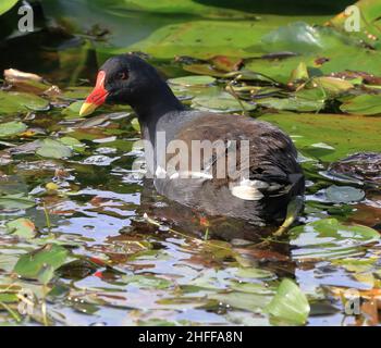 (Moorhen Gallinula chloropus) Foto Stock