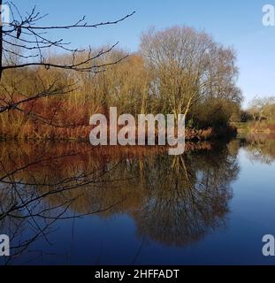 Una vista degli alberi, su un'isola, con la loro riflessione chiaramente visibile nell'acqua Foto Stock