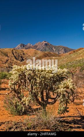 Teddybear cholla cactus, quattro cime in dist, Mazatzal Mnts, vista dalla strada 647 a Tonto Basin, vicino Cholla Campground, Tonto Natl Forest, Arizona, Stati Uniti Foto Stock