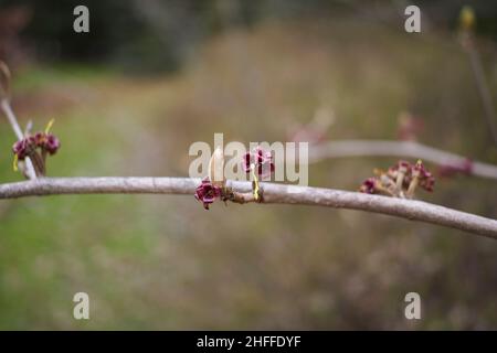 Hamamelis virginiana in fiore Foto Stock