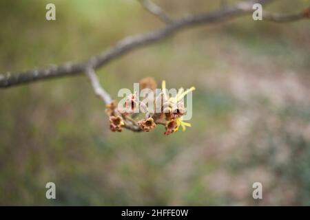 Hamamelis virginiana in fiore Foto Stock