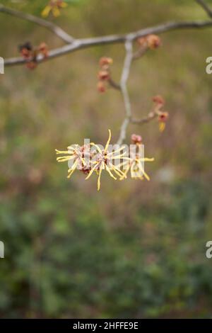 Hamamelis virginiana in fiore Foto Stock