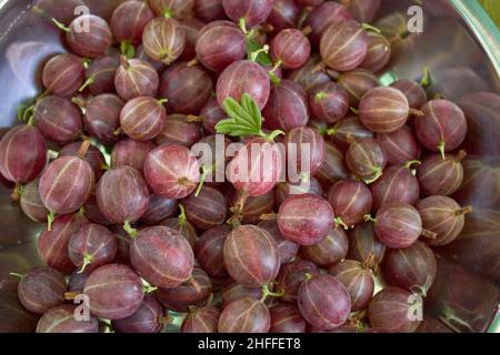 Frutta fresca di uva spina appena raccolta Foto Stock