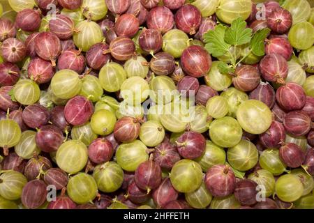 Frutta fresca di uva spina appena raccolta Foto Stock