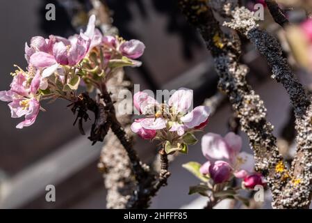 Un'ape che raccoglie nettare occupato su un albero di mele in primavera Foto Stock