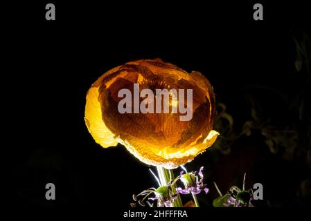 Un bouquet appassito di fiori illuminati al buio Foto Stock