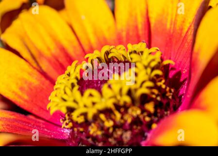 Vista ravvicinata di un bellissimo e colorato astro in un bouquet di fiori Foto Stock