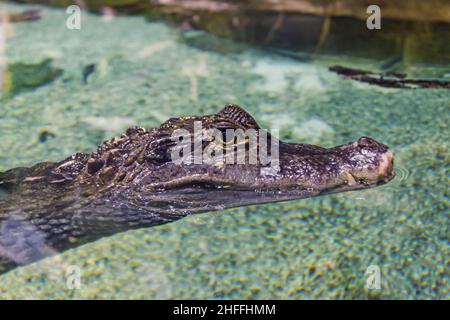 Testa di un coccodrillo in acque limpide, vista ravvicinata Foto Stock