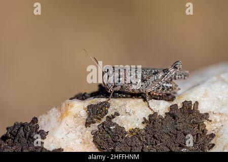 Orthoptera sono insetti paurmetabolici con boccagli mastici. Foto Stock
