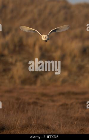 Barn Owl (Typto alba) Winterton Norfolk UK GB Gennaio 2022 Foto Stock