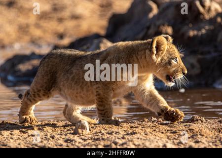 Cub leone nel Kgalagadi Foto Stock