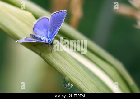 Farfalla blu su sfondo verde naturale. Farfalla blu comune con ali aperte, Polyommatus icarus, su erba verde. Fotografia macro. Macro Foto Stock