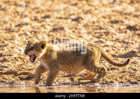 Cub leone nel Kgalagadi Foto Stock