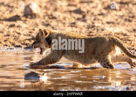 Cub leone nel Kgalagadi Foto Stock