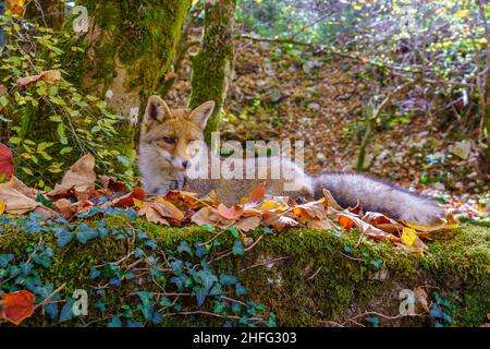 Giovane volpe rossa in habitat naturale Foto Stock