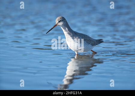 Rossshank macchiato (Tringa eritrypus) nel piumaggio invernale Foto Stock