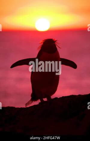 Ritratto di pinguino Rockhopper, Patagonia Argentina Foto Stock