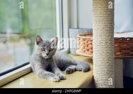 Ritratto di un bel gatto grigio con occhi gialli che giace sul davanzale soleggiato e guarda la macchina fotografica Foto Stock