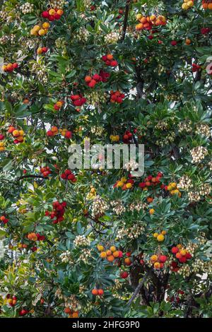 primo piano in vista verticale dei frutti della fragola. I frutti della fragola sono utilizzati nella preparazione di marmellate, sorbetti di frutta su Foto Stock