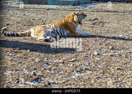 tiger yawning , che si adora al sole d'inverno del mattino Foto Stock