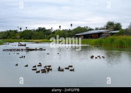 Anatre e uccelli acquatici nel lago. Parco statale di Estero Llano Grande. McAllen, Texas, Stati Uniti. Foto Stock
