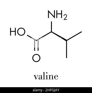 Molecola di amminoacido valina (l-valina, Val, V). Formula scheletrica. Illustrazione Vettoriale