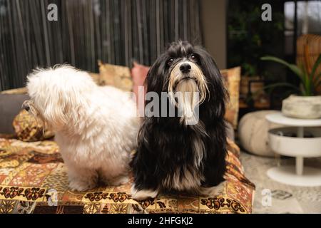 I cani Havanese, un cane tipo bichon, è il cane nazionale di Cuba Foto Stock