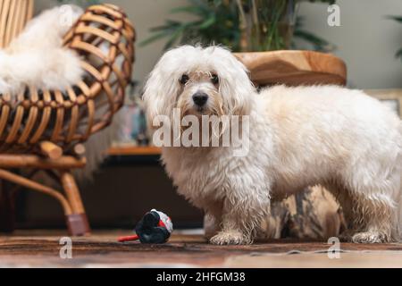 Bel cane Havanese. Il cane di tipo Bichon, è il cane nazionale di Cuba Foto Stock