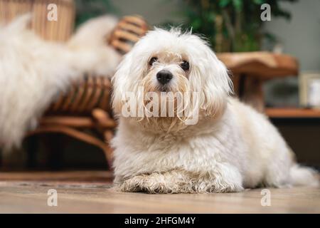 Bel cane Havanese. Il cane di tipo Bichon, è il cane nazionale di Cuba Foto Stock