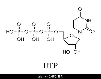 Molecola nucleotidica di uridina trifosfato (UTP). Blocco di costruzione di RNA. Formula scheletrica. Illustrazione Vettoriale