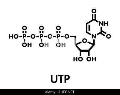 Molecola nucleotidica di uridina trifosfato (UTP). Blocco di costruzione di RNA. Formula scheletrica. Illustrazione Vettoriale