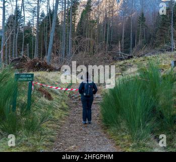 Glen Doll, Glen Clova, Angus, Scozia, Regno Unito, 16th del 2022 gennaio: Nella foto: Le conseguenze di Storm Arwen e barra, che si sono strappate attraverso il Regno Unito. Mesi dopo queste tempeste, la zona di Glen Doll e i suoi famosi sentieri che conducono a Corrie Fee, strada delle rocce, E Mayar & Driesh di Munro rimane chiuso a causa dell’estrema quantità di alberi sradicati che sono caduti sui sentieri, bloccando i sentieri per i membri del pubblico e creando ulteriori pericoli per loro. I membri del pubblico sono stati visti cercare di navigare là erano oltre questi ostacoli e pericoli. Credit:Barry Nixon/Alamy Live News Foto Stock