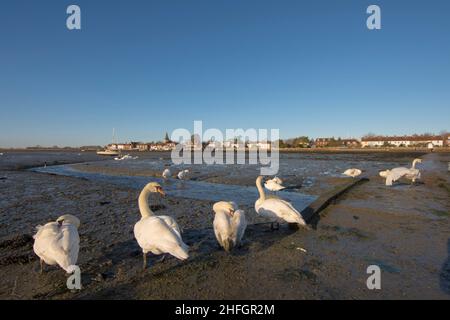 Flock of Mute Swans, Cygnus olor, in piedi su fango esposto vicino al piccolo torrente in Bosham, Chichester Harbour, Sussex, Regno Unito, paesaggio invernale. Gennaio Foto Stock