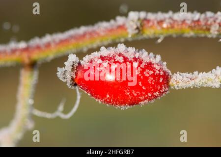 Una sola rosa rossa selvatica anca con spolverata di gelo bianco, Sussex, Regno Unito, gennaio Foto Stock