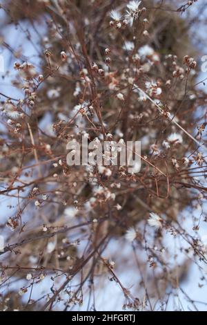 Piccoli fiori bianchi su rametti secchi di cespugli di piante selvatiche  con sfondo sfocato. Mazzi di piccoli semi bianchi su rami sottili. Arbusti  secchi in inverno. se Foto stock - Alamy