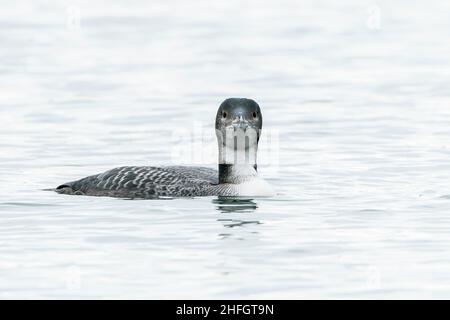 Novello grande subacqueo settentrionale o loon comune, Gavia immer, nuoto sul lago a Rutland Water, Inghilterra, Regno Unito Foto Stock