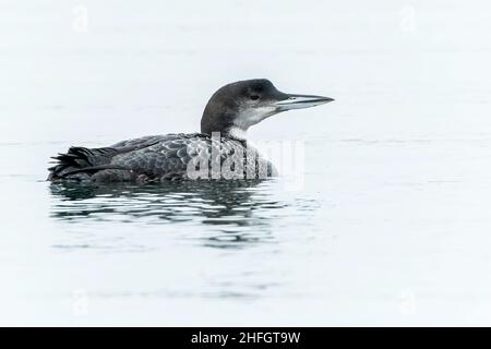 Novello grande subacqueo settentrionale o loon comune, Gavia immer, nuoto sul lago a Rutland Water, Inghilterra, Regno Unito Foto Stock