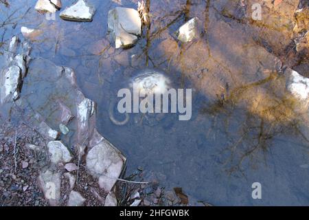 Un Opossum morto in un letto di Creek Foto Stock