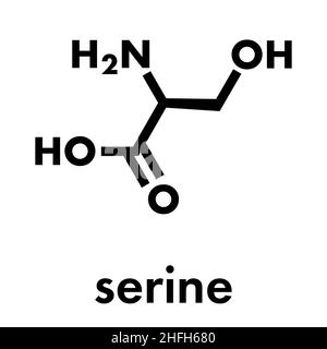 Molecola di serina (l-serina, Ser, S) amminoacidica. Formula scheletrica. Illustrazione Vettoriale