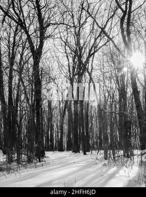 Ghiacciato alberi in fila nella neve fredda invernale Foto Stock