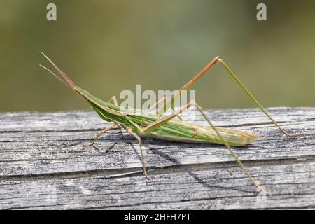 Grasshopper con superficie inclinata poggiato sul log Foto Stock