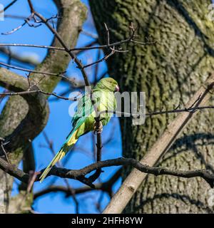 Due parakeets Alexandrine, uccelli belli in un parco a Parigi in inverno Foto Stock