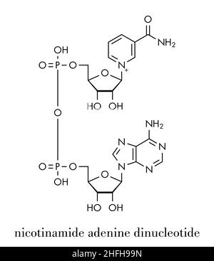 Molecola di coenzima nicotinammide adenina dinucleotide (NAD+). Coenzima importante in molte reazioni redox. Formula scheletrica. Illustrazione Vettoriale