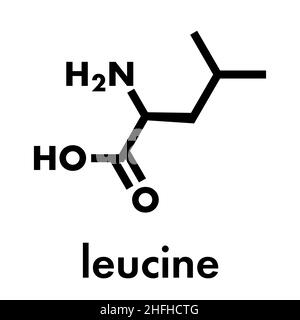 Leucina (l-leucina, Leu, L) molecola di amminoacido. Formula scheletrica. Illustrazione Vettoriale