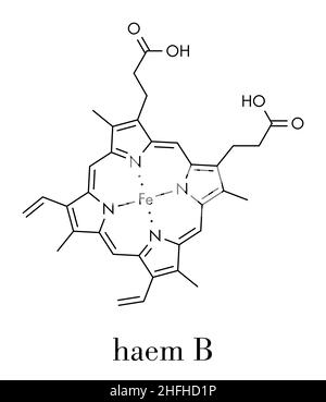 Eme B (EME B) molecola. Eme è un componente essenziale della emoglobina, mioglobina, citocromo, catalasi e altre metalloproteine. Formula di scheletro. Illustrazione Vettoriale