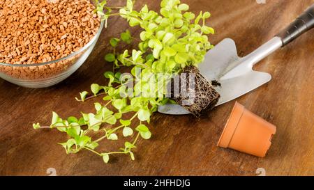 Peperomia pianta con radici e foglie piccole su pala su tavola di legno pronto per piantare in vaso. Suolo e drenaggio per trapiantare. Giardinaggio al coperto Foto Stock